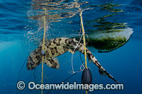 Shark caught in Gill Net Photo - Andy Murch
