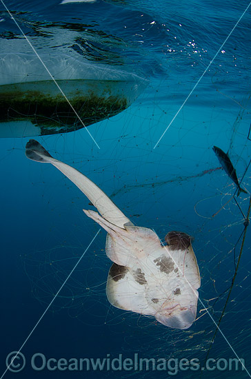 Guitarfish caught in Gill Net photo