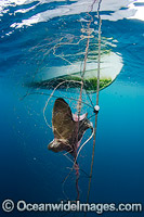 Bat Ray caught in Gill Net Photo - Andy Murch