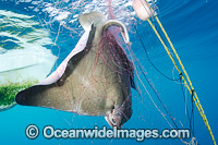 Bat Ray caught in Gill Net Photo - Andy Murch