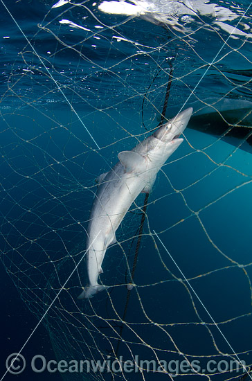 Shark caught in Gill Net photo