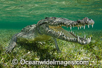 American Crocodile Jaws Photo - Andy Murch