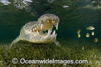 American Crocodile Jaws Photo - Andy Murch