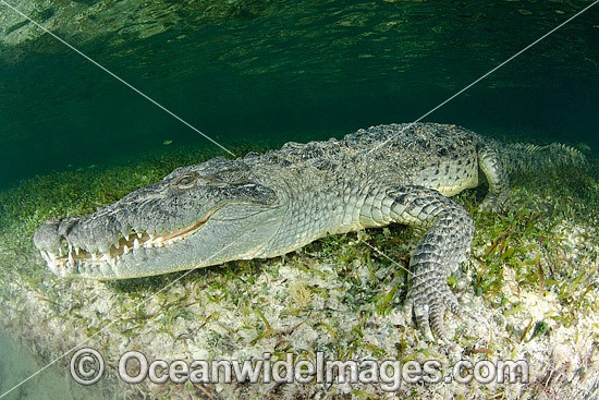 American Crocodile photo