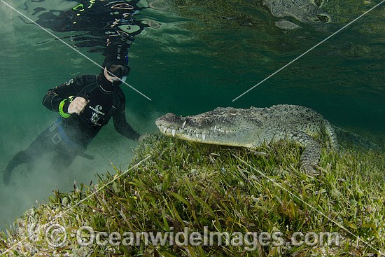 Diver Photographin American Crocodile photo