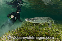 Diver Photographin American Crocodile Photo - Andy Murch
