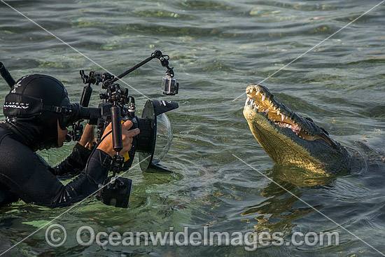 Diver Photographin American Crocodile photo