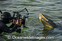 Diver Photographin American Crocodile Photo - Andy Murch