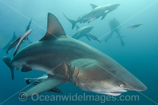 Blacktip Shark South Africa photo