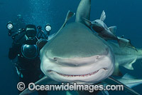 Blacktip Shark South Africa Photo - Andy Murch