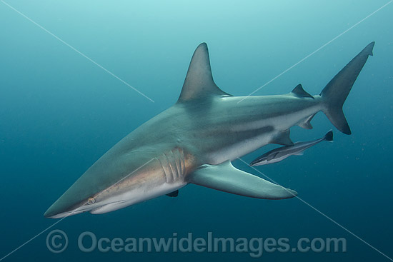 Blacktip Shark Carcharhinus limbatus photo