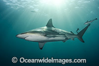 Blacktip Shark Photo - Andy Murch
