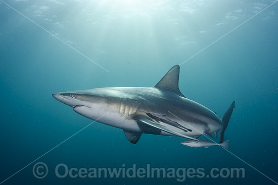 Blacktip Shark Carcharhinus limbatus photo