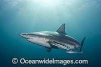 Blacktip Shark Carcharhinus limbatus Photo - Andy Murch
