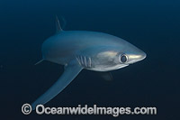 Thresher Shark Photo - Andy Murch
