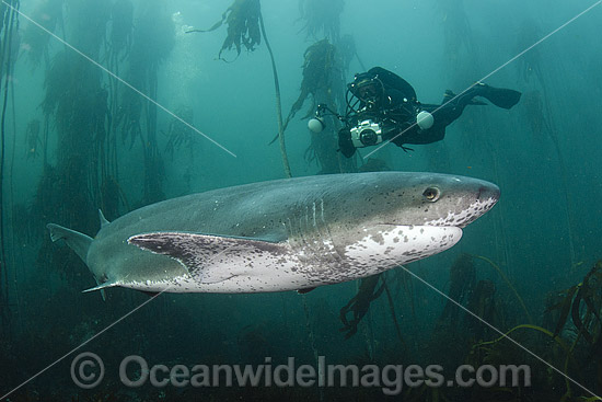 Broadnose Sevengill Shark photo