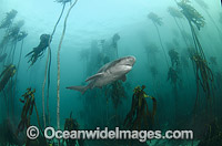 Broadnose Sevengill Shark Notorynchus cepedianus Photo - Andy Murch