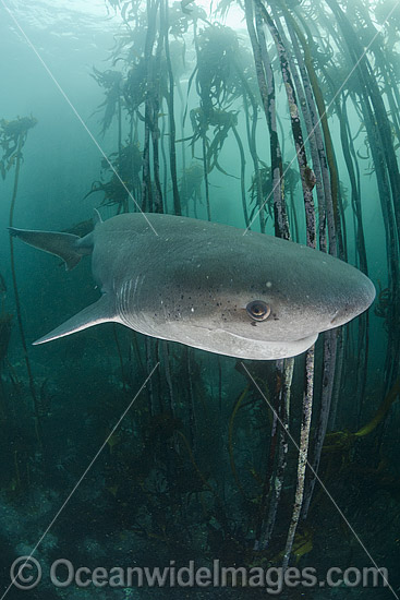 Broadnose Sevengill Shark Notorynchus cepedianus photo