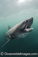 Salmon Shark Lamna ditropis Photo - Andy Murch