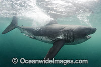 Salmon Shark Photo - Andy Murch