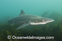 Tope Shark Galeorhinus galeu Photo - Andy Murch
