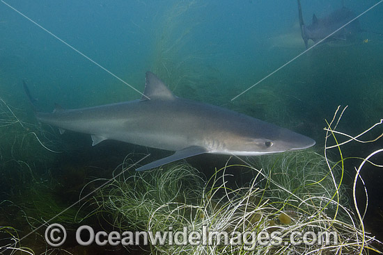 Soupfin Shark Galeorhinus galeu photo