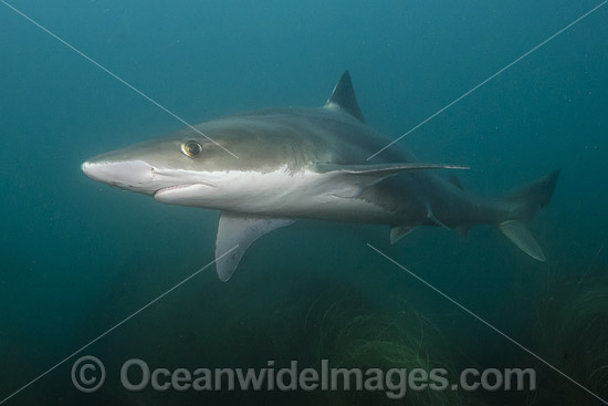 Snapper Shark Galeorhinus galeu photo
