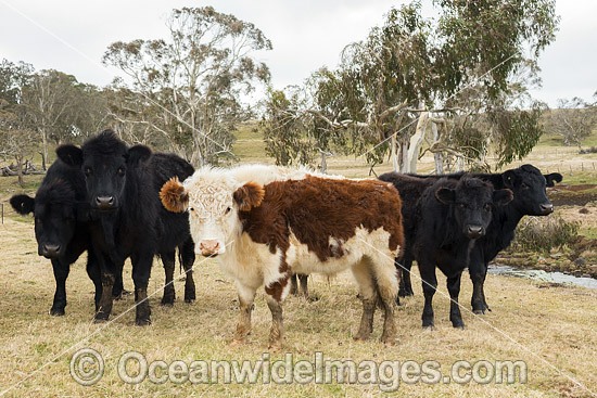 Cattle Ebor photo