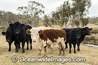 Cattle Ebor Photo - Gary Bell
