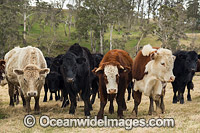 Cattle in a field Ebor Photo - Gary Bell