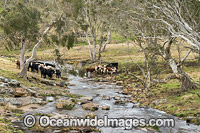 Cattle in a creek at Ebor Photo - Gary Bell