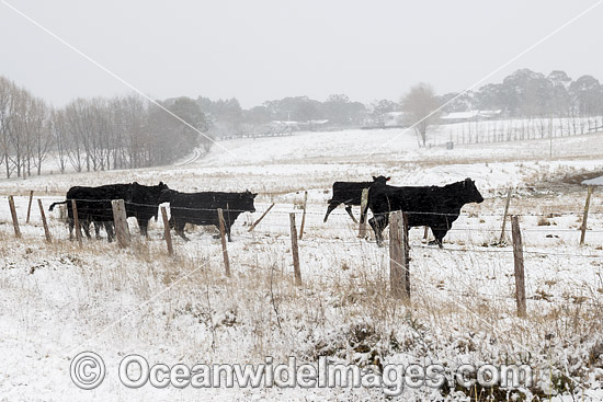 Cattle in snow Guyra photo