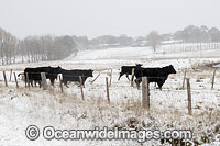 Cattle in snow Guyra Photo - Gary Bell