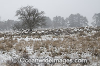 Sheep in snow at Guyra Photo - Gary Bell