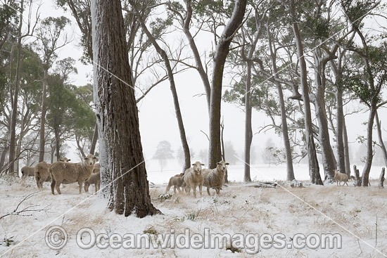 Sheep in snow Guyra photo