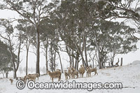 Sheep in snow Guyra Photo - Gary Bell