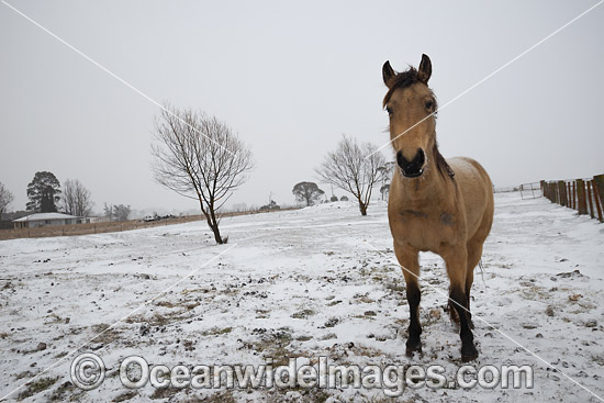 Horse standing in snow field photo