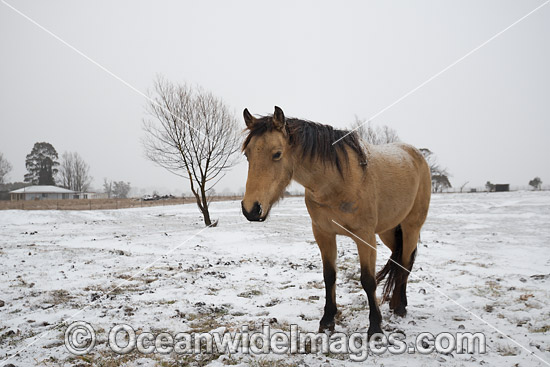 Horse standing in snow field photo
