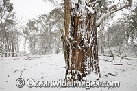 Eucalypt forest covered in snow Photo - Gary Bell
