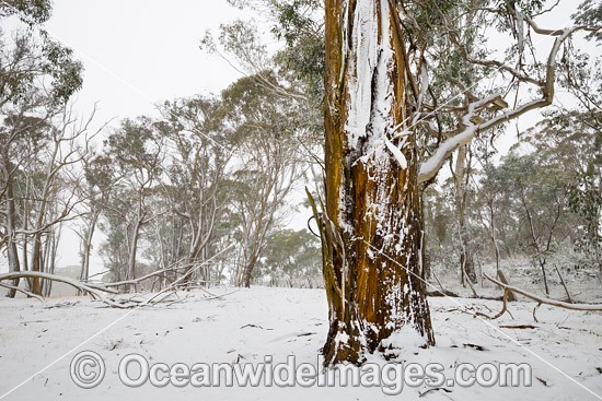 Eucalypt forest covered in snow photo