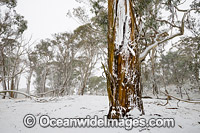 Eucalypt forest covered in snow Photo - Gary Bell