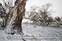 Eucalypt tree covered in snow Photo - Gary Bell