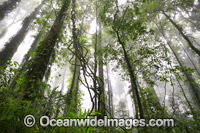 Dorrigo Rainforest in mist Photo - Gary Bell