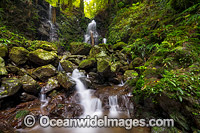Rainforest Waterfall Dorrigo Photo - Gary Bell