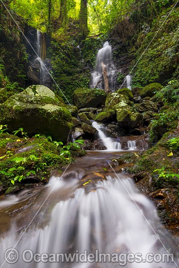 Rainforest Waterfall Dorrigo photo