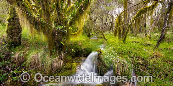 Cascade in Rainforest photo