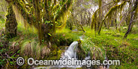 Cascade in Rainforest Photo - Gary Bell