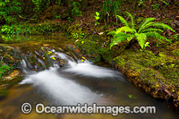 Rainforest Cascade Dorrigo Photo - Gary Bell