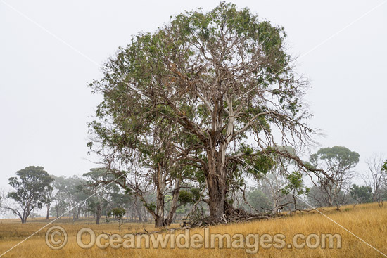 Eucalypt tree Guyra photo