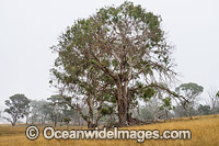 Eucalypt tree Guyra Photo - Gary Bell